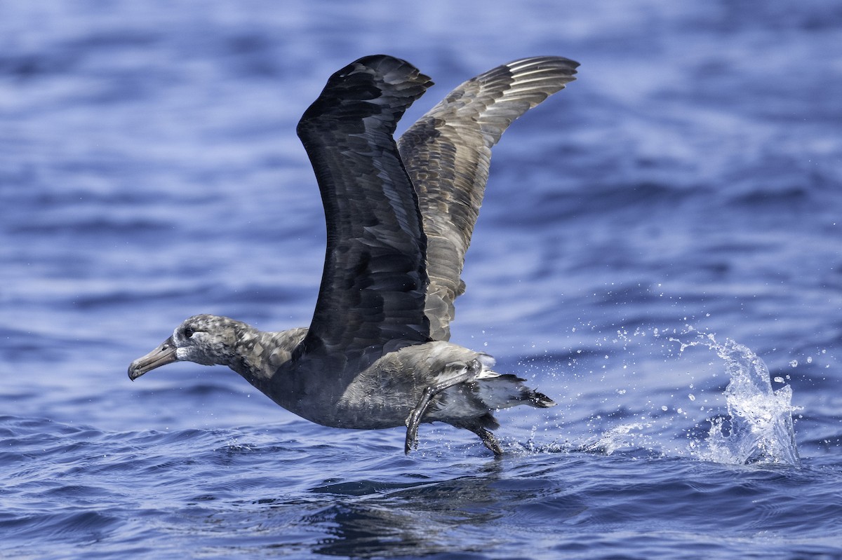 Black-footed Albatross - ML642317990