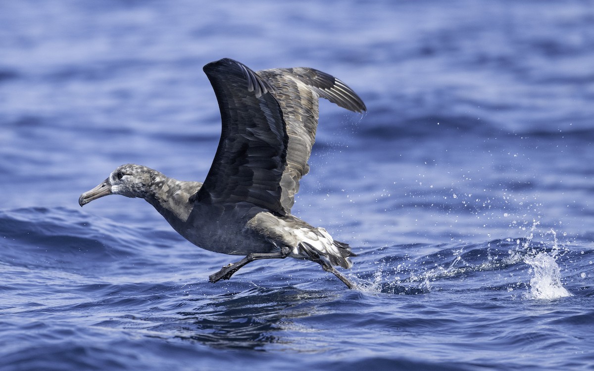 Black-footed Albatross - ML642317991