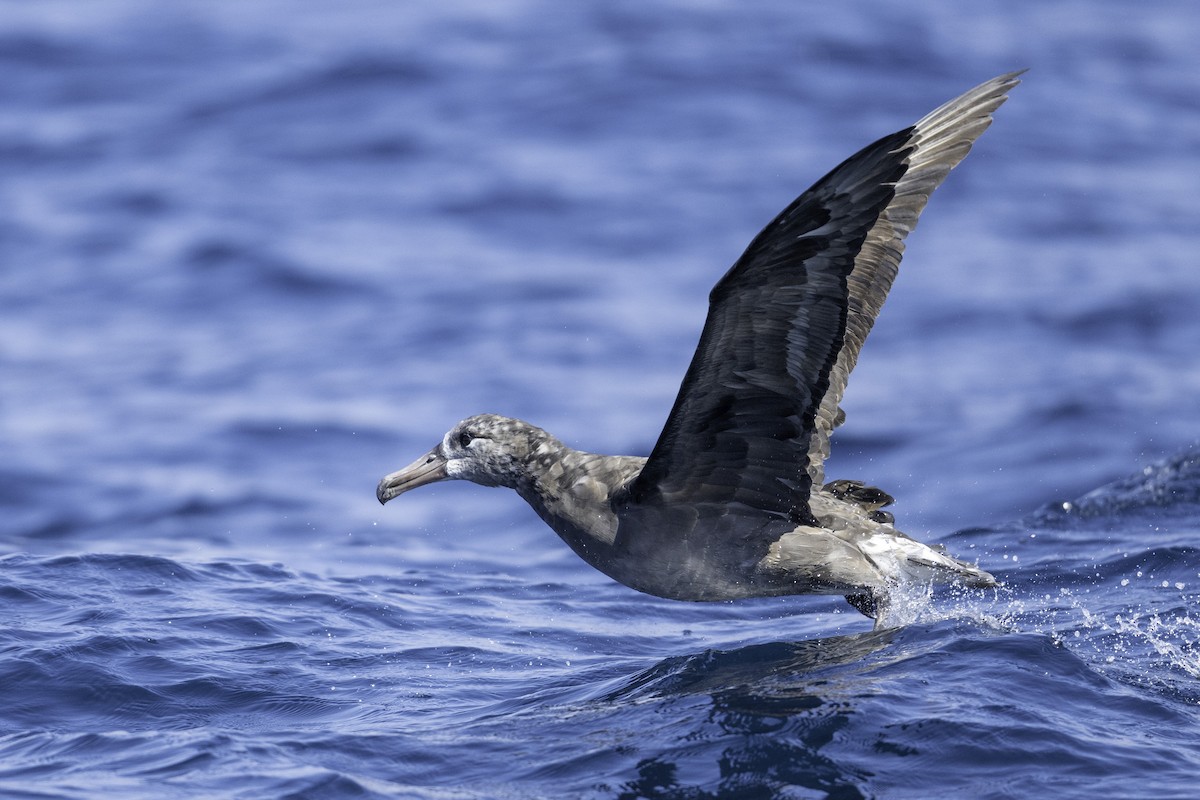 Black-footed Albatross - ML642317993