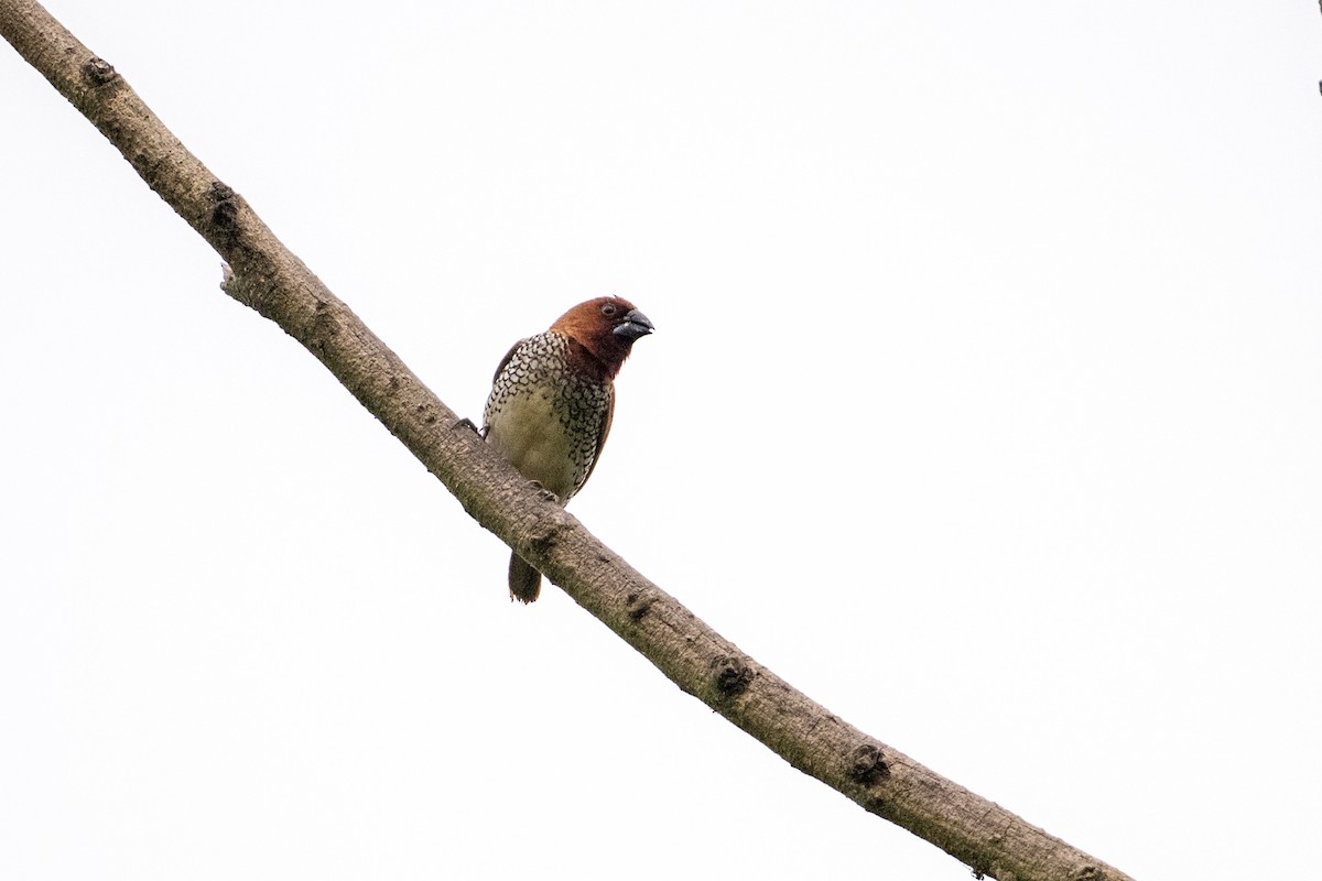 Scaly-breasted Munia - ML642318002