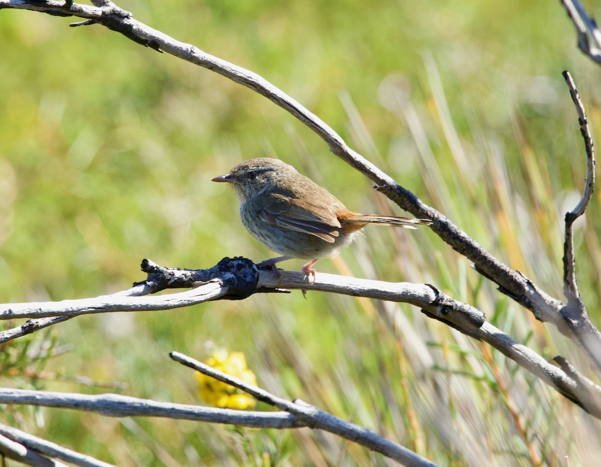 Chestnut-rumped Heathwren - ML642318010