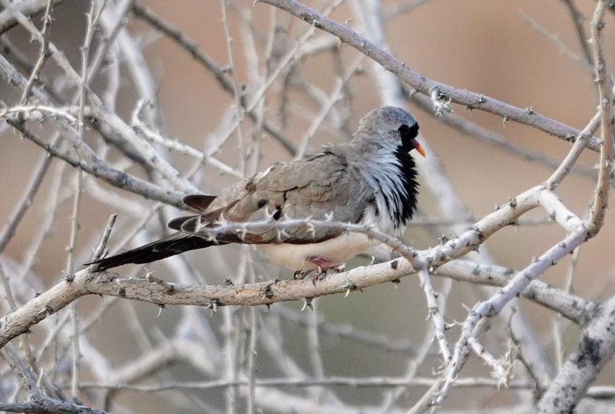 Namaqua Dove - ML642318015