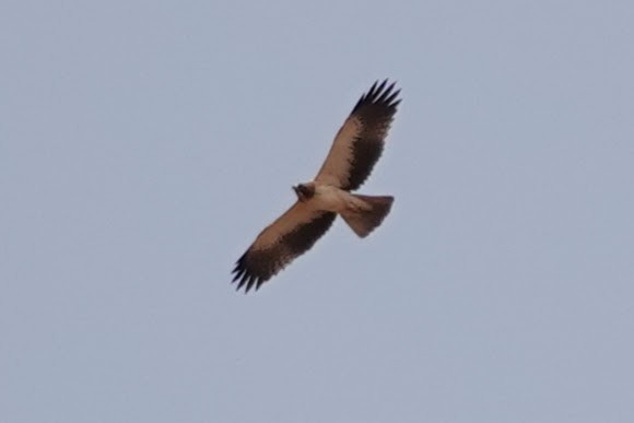 Бахим бүргэд - ML642318020