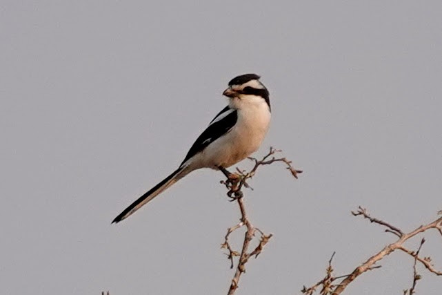Southern Fiscal - ML642318023