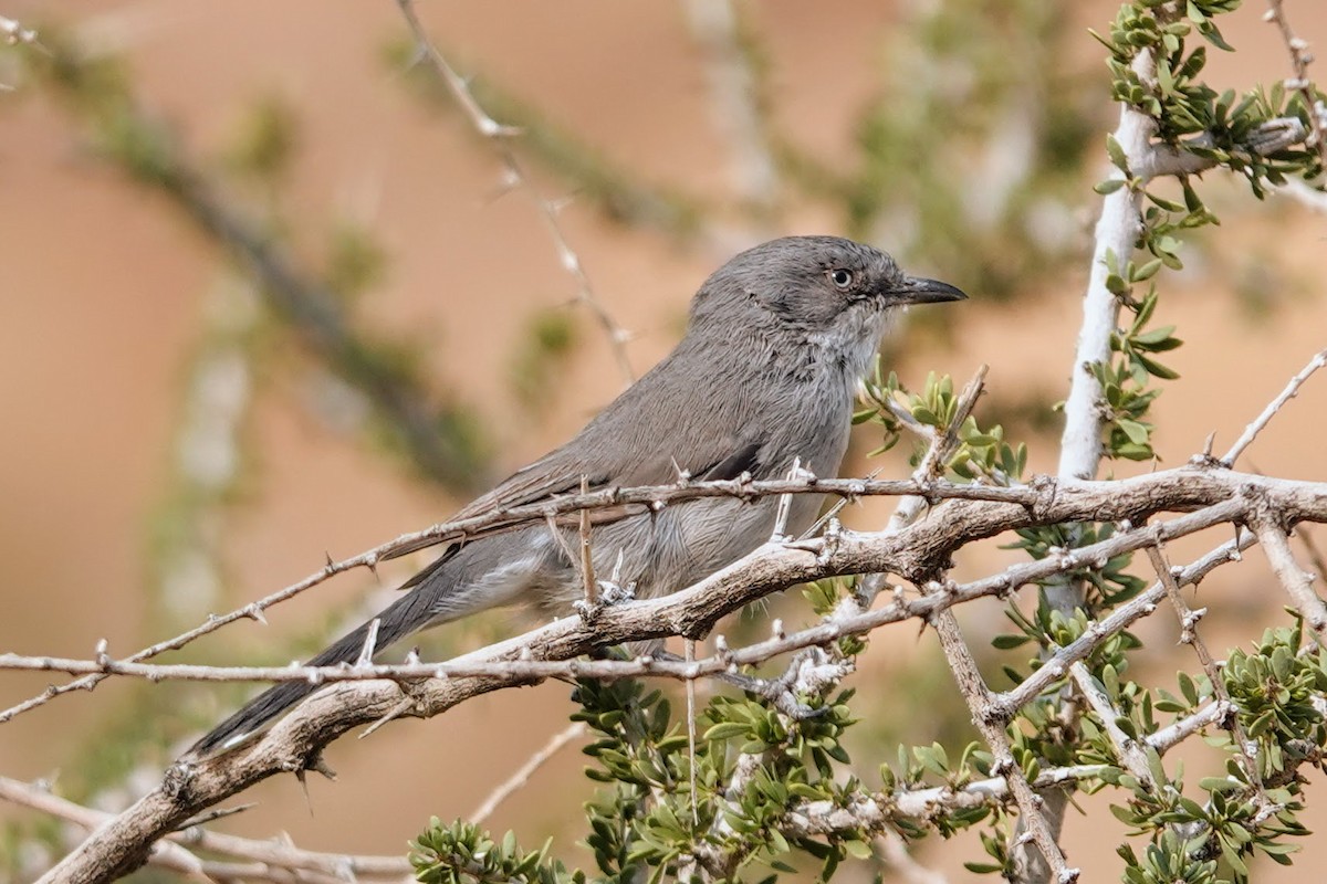 Layard's Warbler - ML642318028