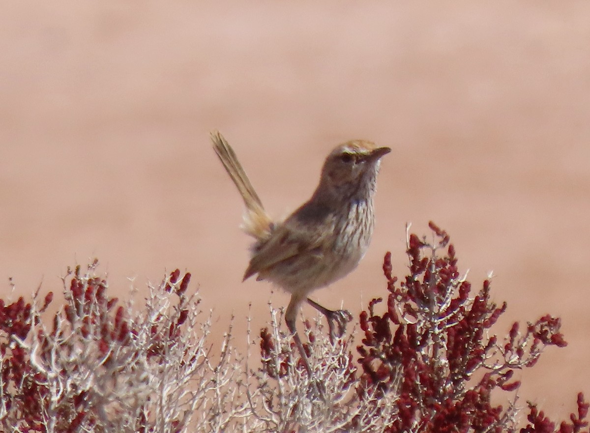Rufous Fieldwren - ML642318038