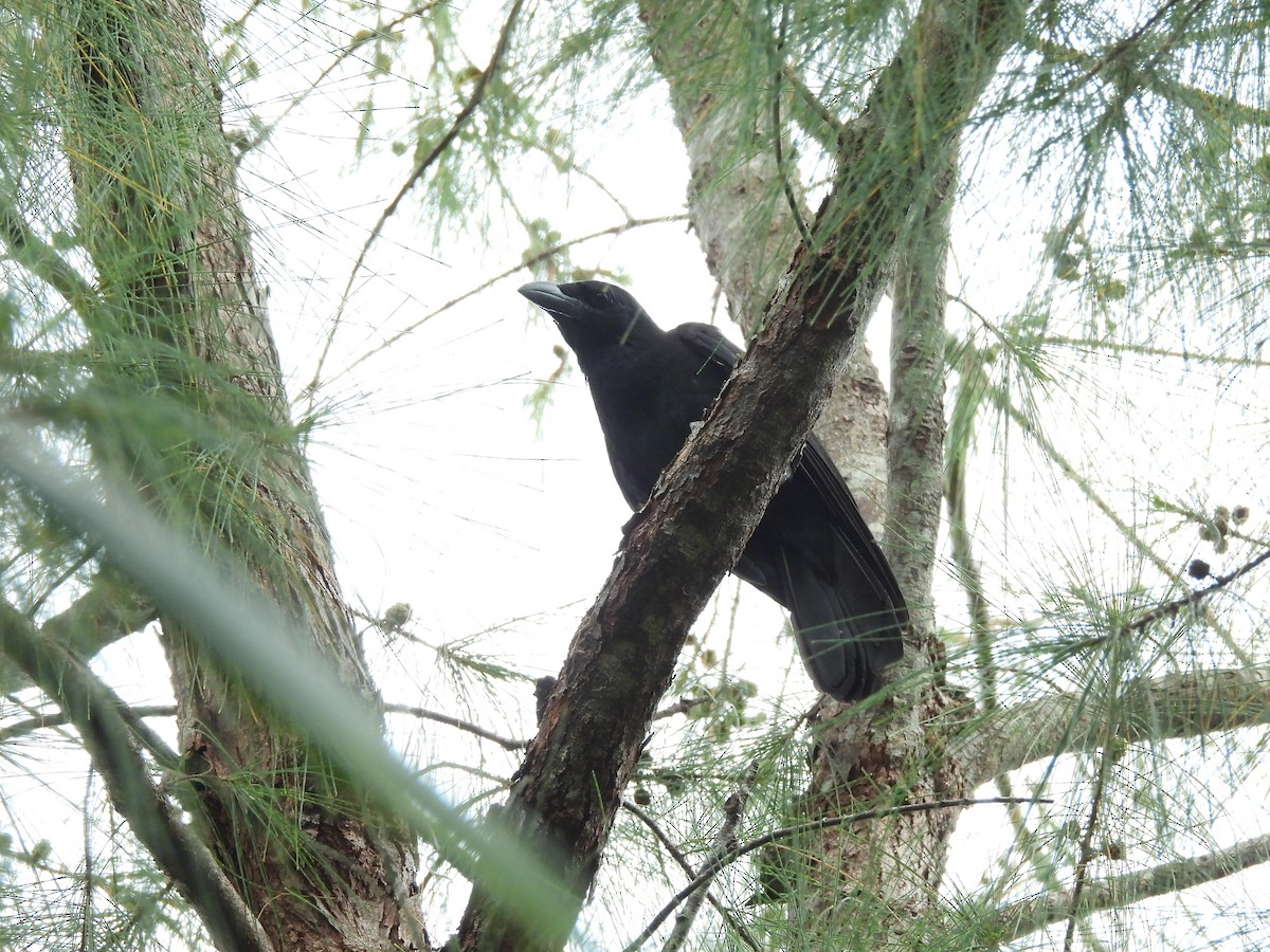 Mariana Crow - ML642318042