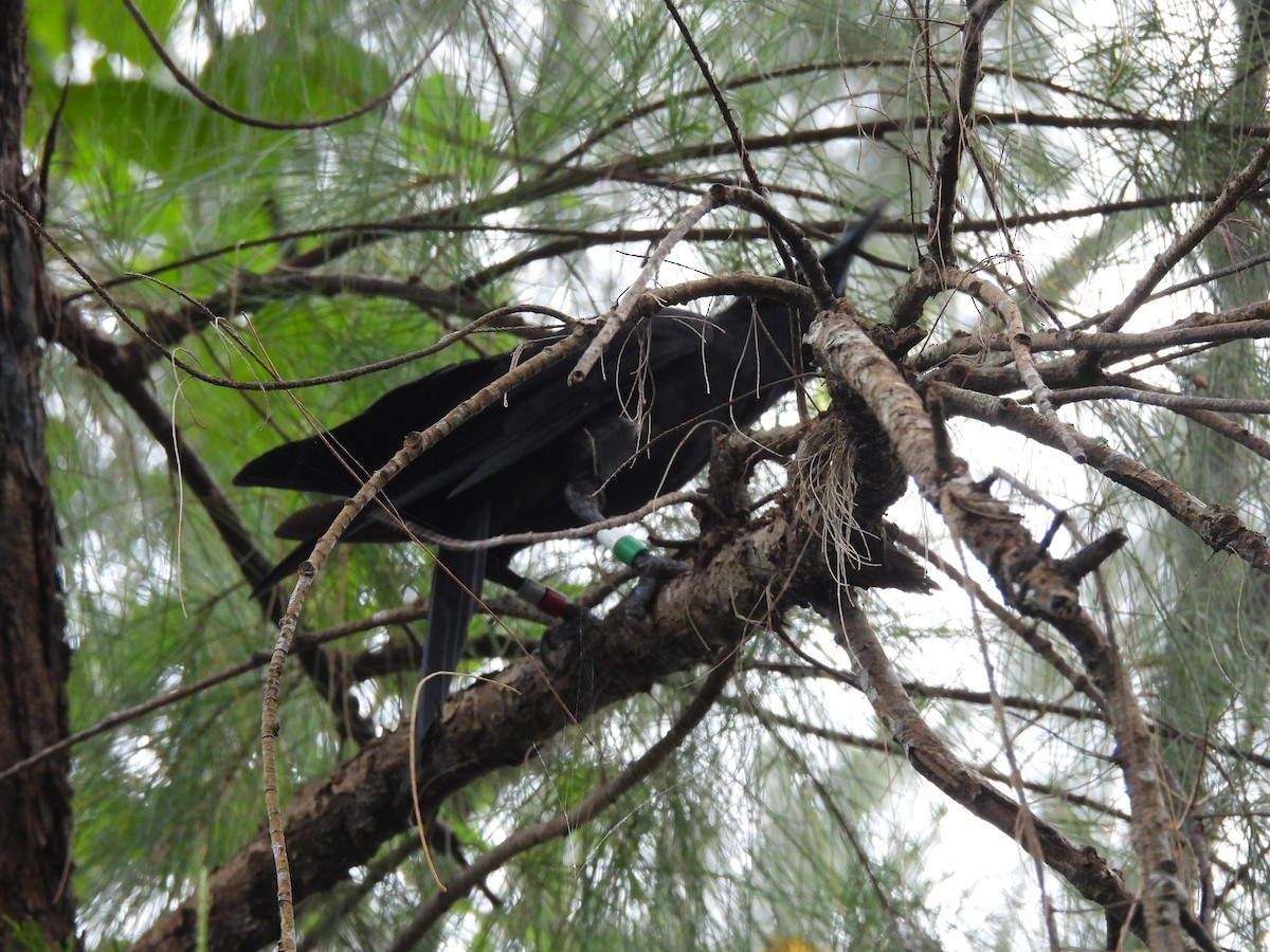 Mariana Crow - ML642318043