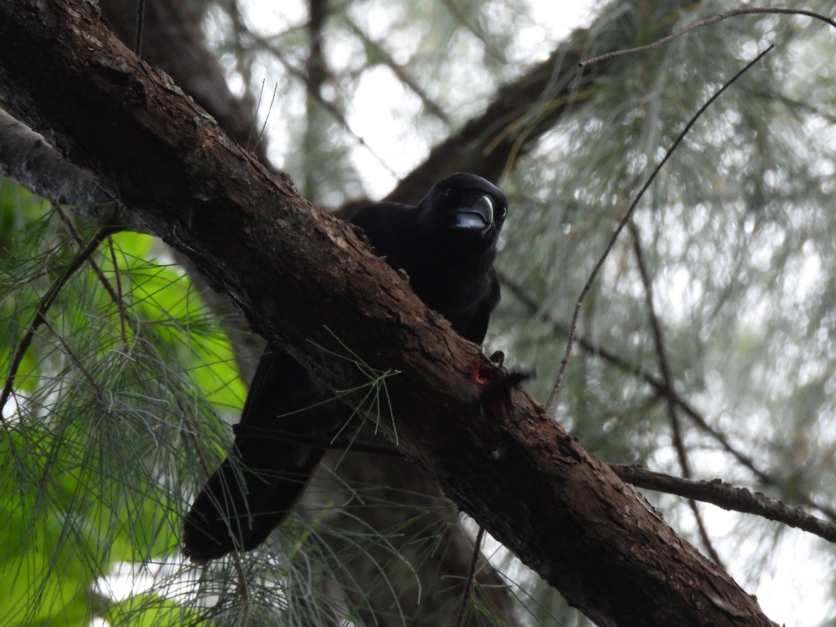 Mariana Crow - ML642318044