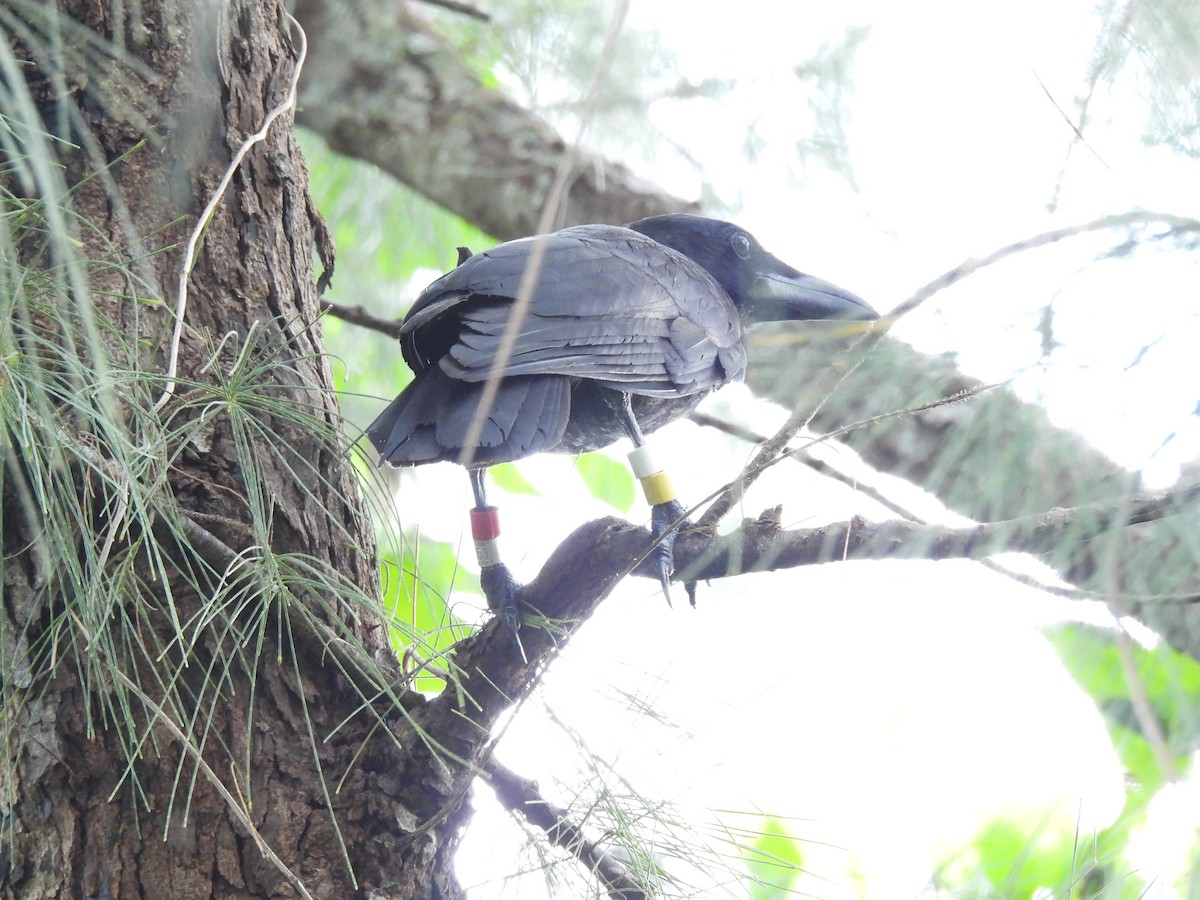 Mariana Crow - ML642318045