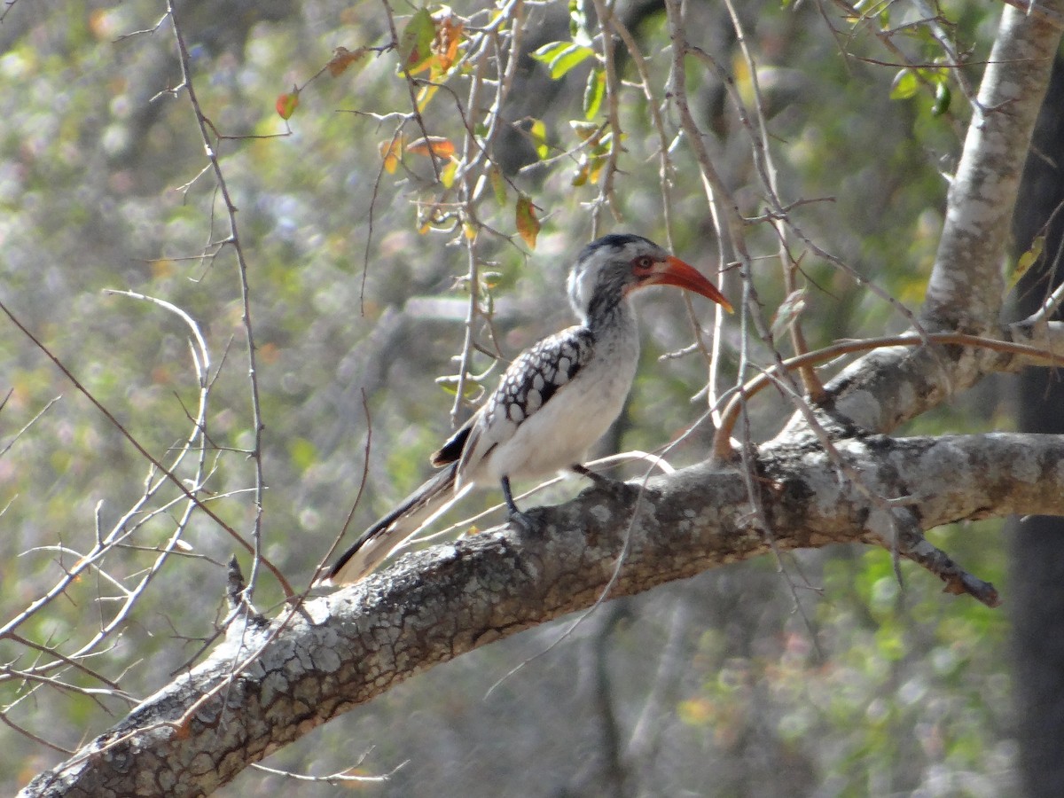 Southern Red-billed Hornbill - ML642318049