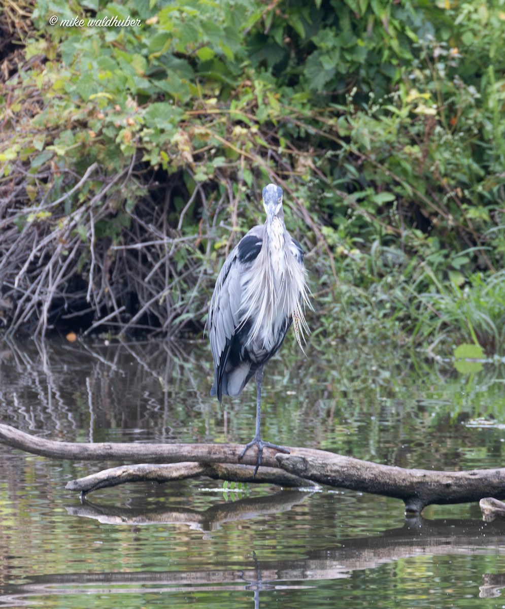 Great Blue Heron - ML642318052