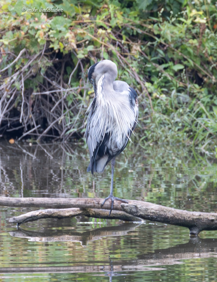 Great Blue Heron - ML642318053