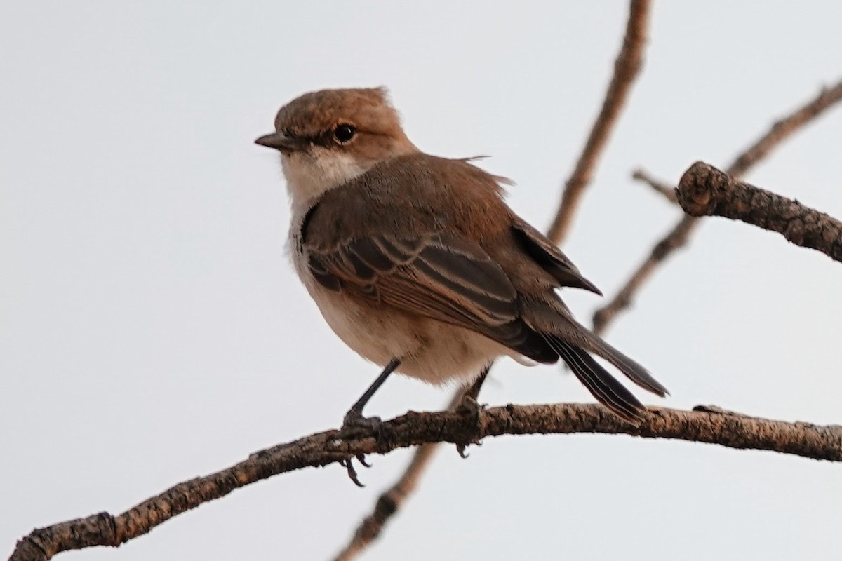 Marico Flycatcher - ML642318054