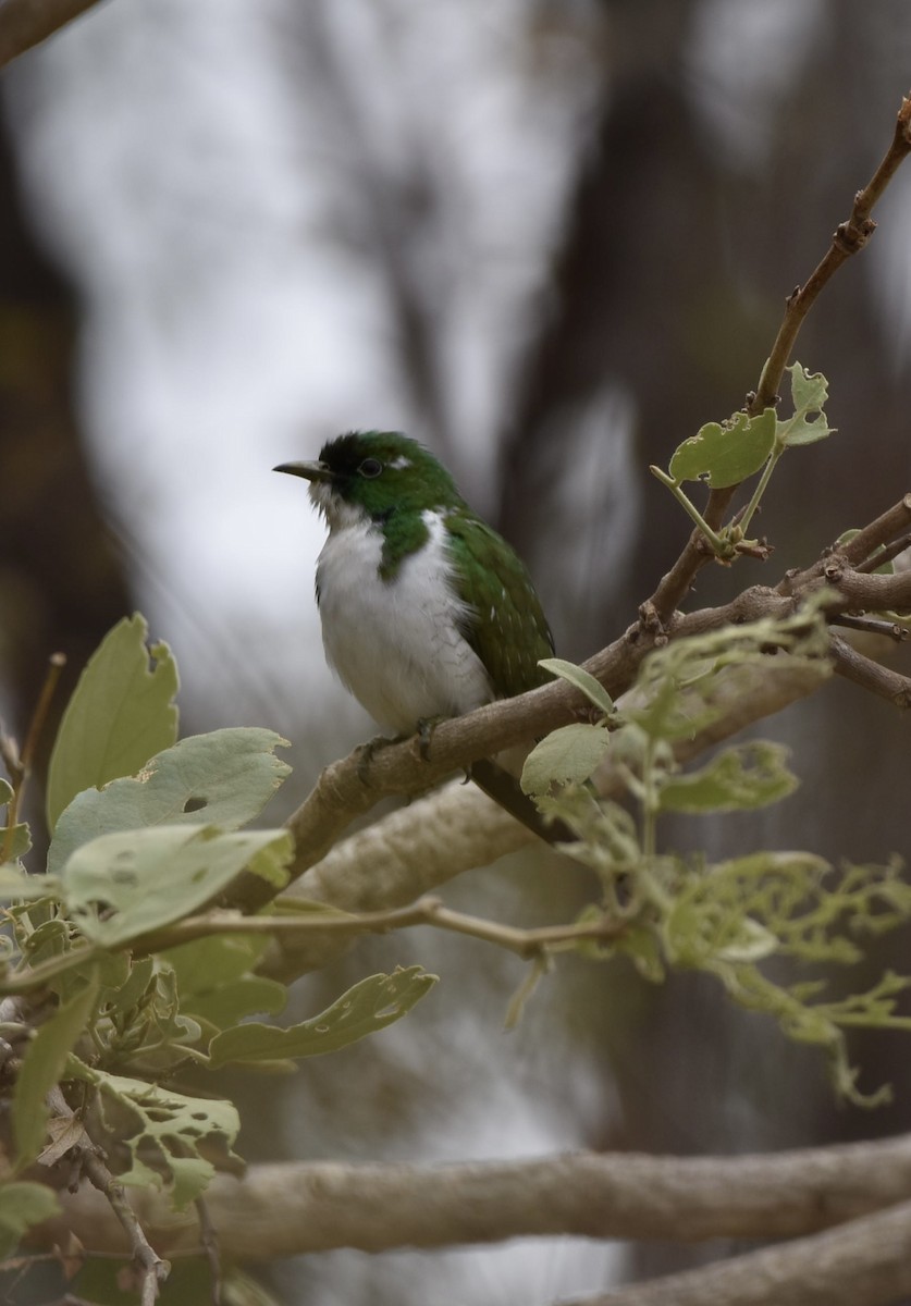 Klaas's Cuckoo - ML642318057