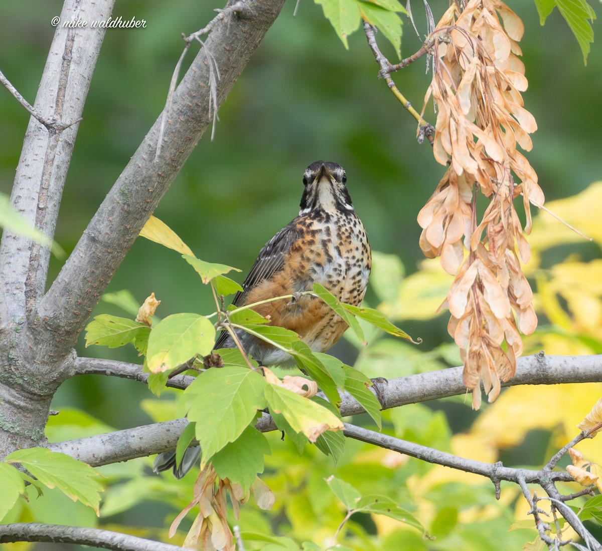 American Robin - ML642318059