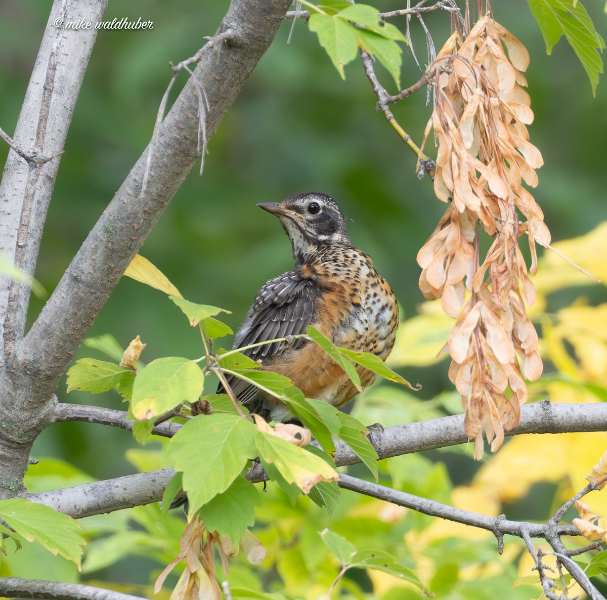 American Robin - ML642318060