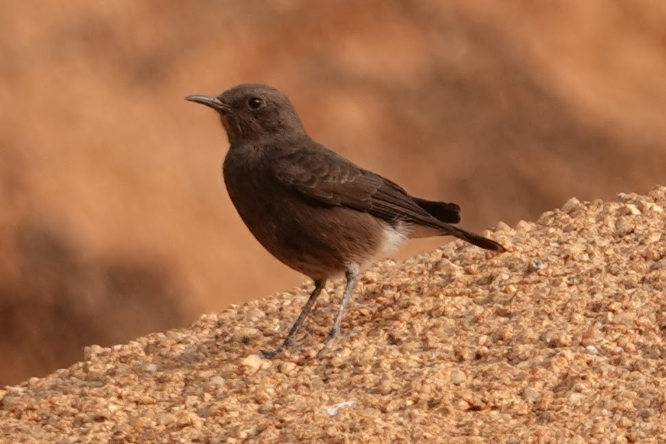 Mountain Chat - ML642318061