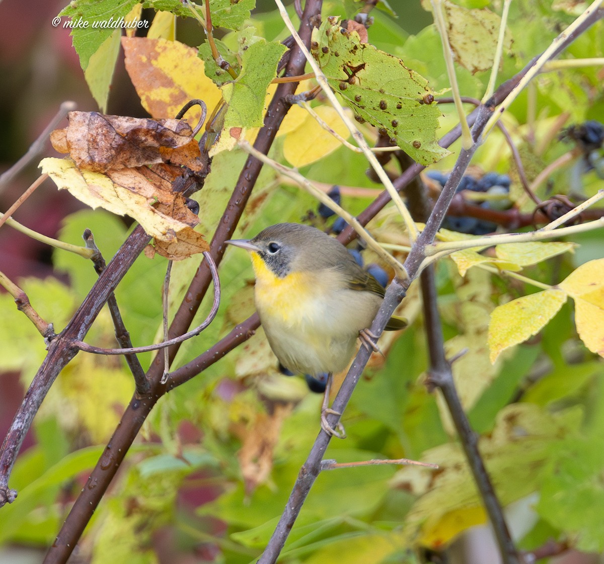 Common Yellowthroat - ML642318063
