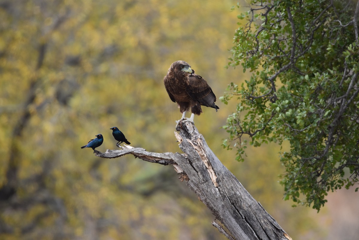 Bateleur - ML642318064