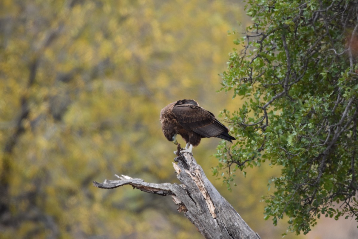 Bateleur - ML642318065
