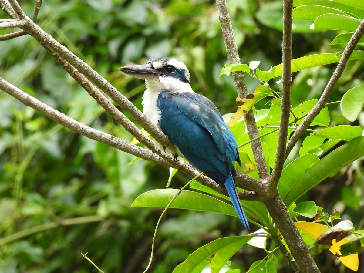 Mariana Kingfisher - ML642318066