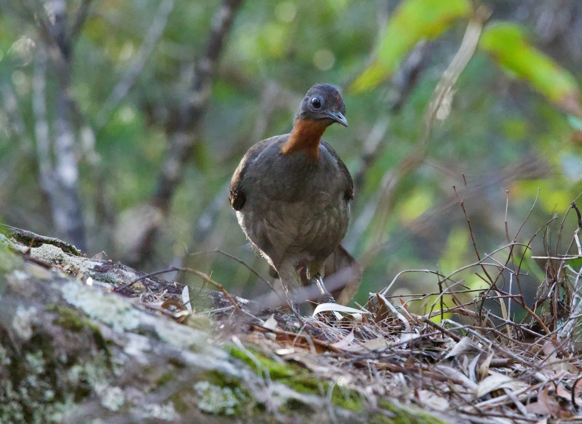 Superb Lyrebird - ML642318067