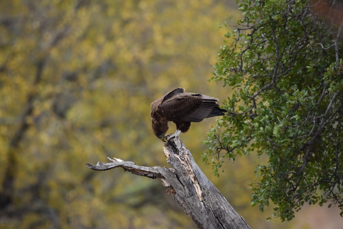 Bateleur - ML642318068