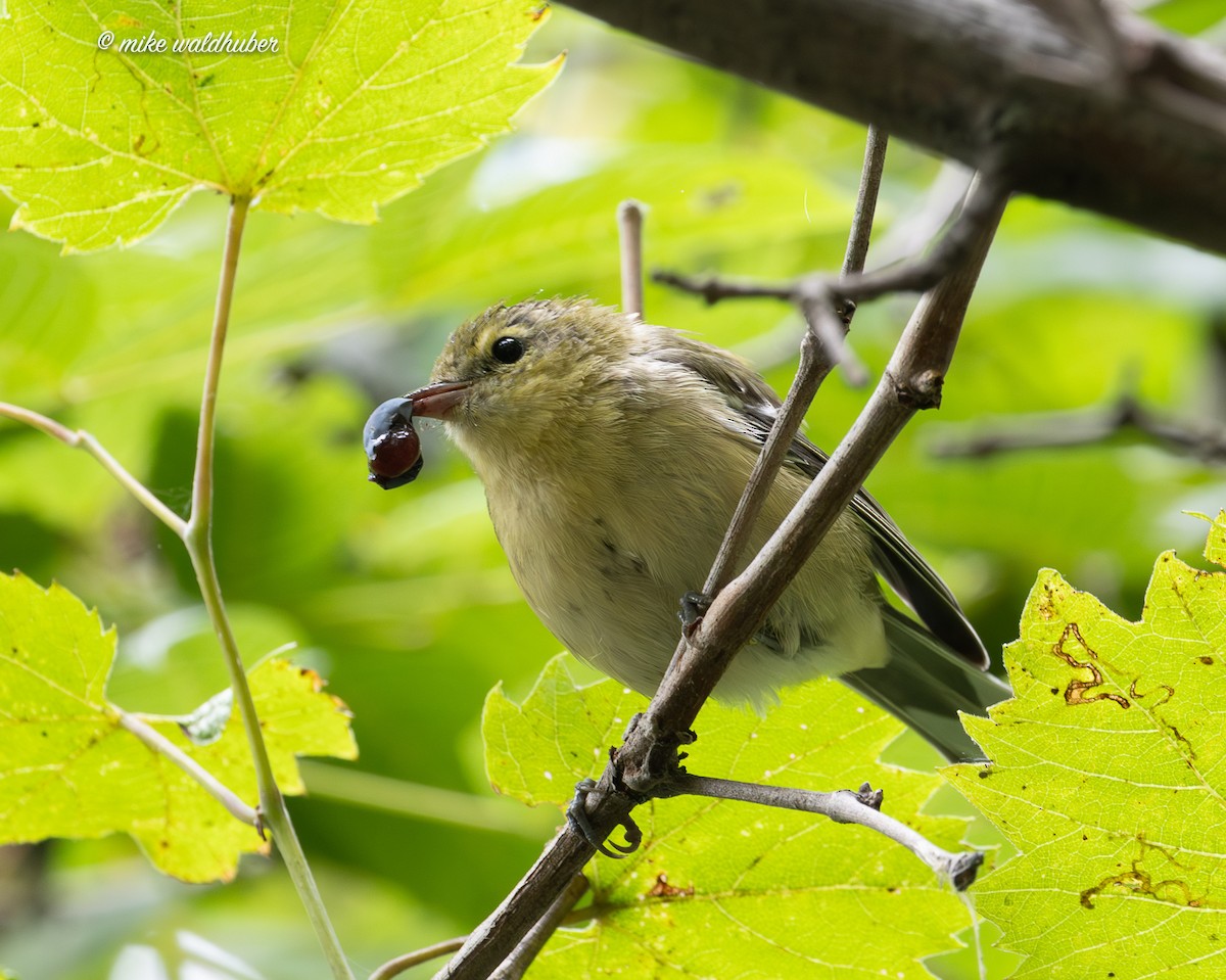 Bay-breasted Warbler - ML642318071