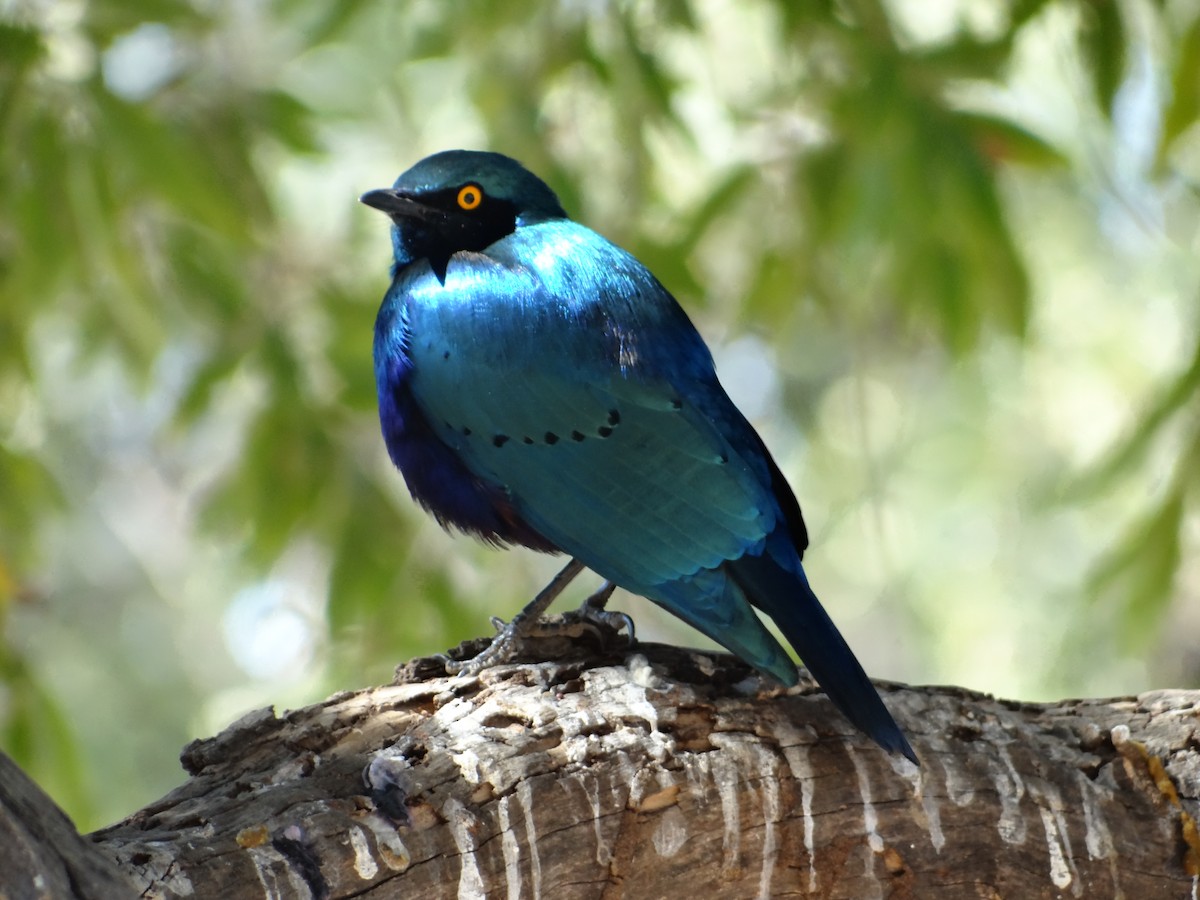 Greater Blue-eared Starling - ML642318072