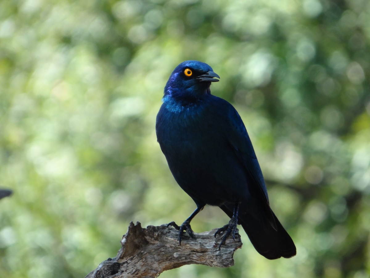 Cape Starling - ML642318073