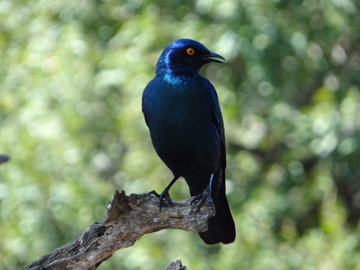 Cape Starling - ML642318074