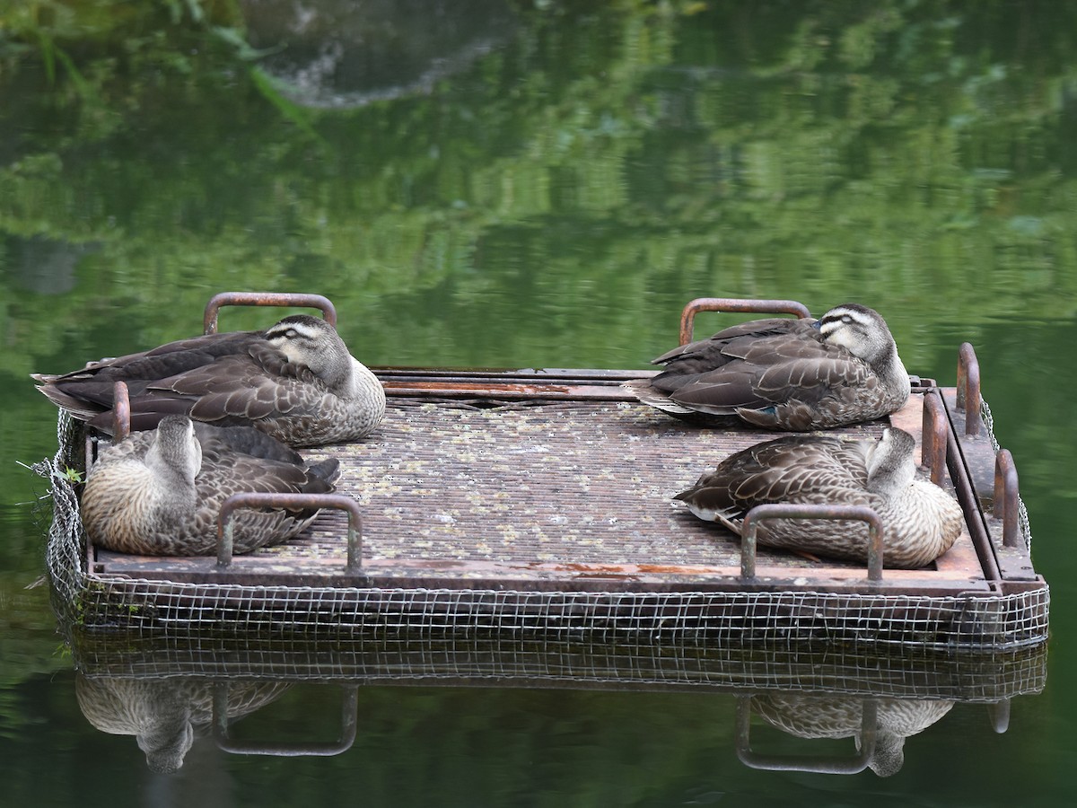 Eastern Spot-billed Duck - ML642318075