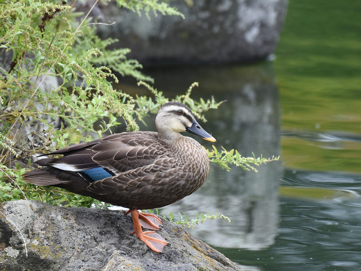 Eastern Spot-billed Duck - ML642318078