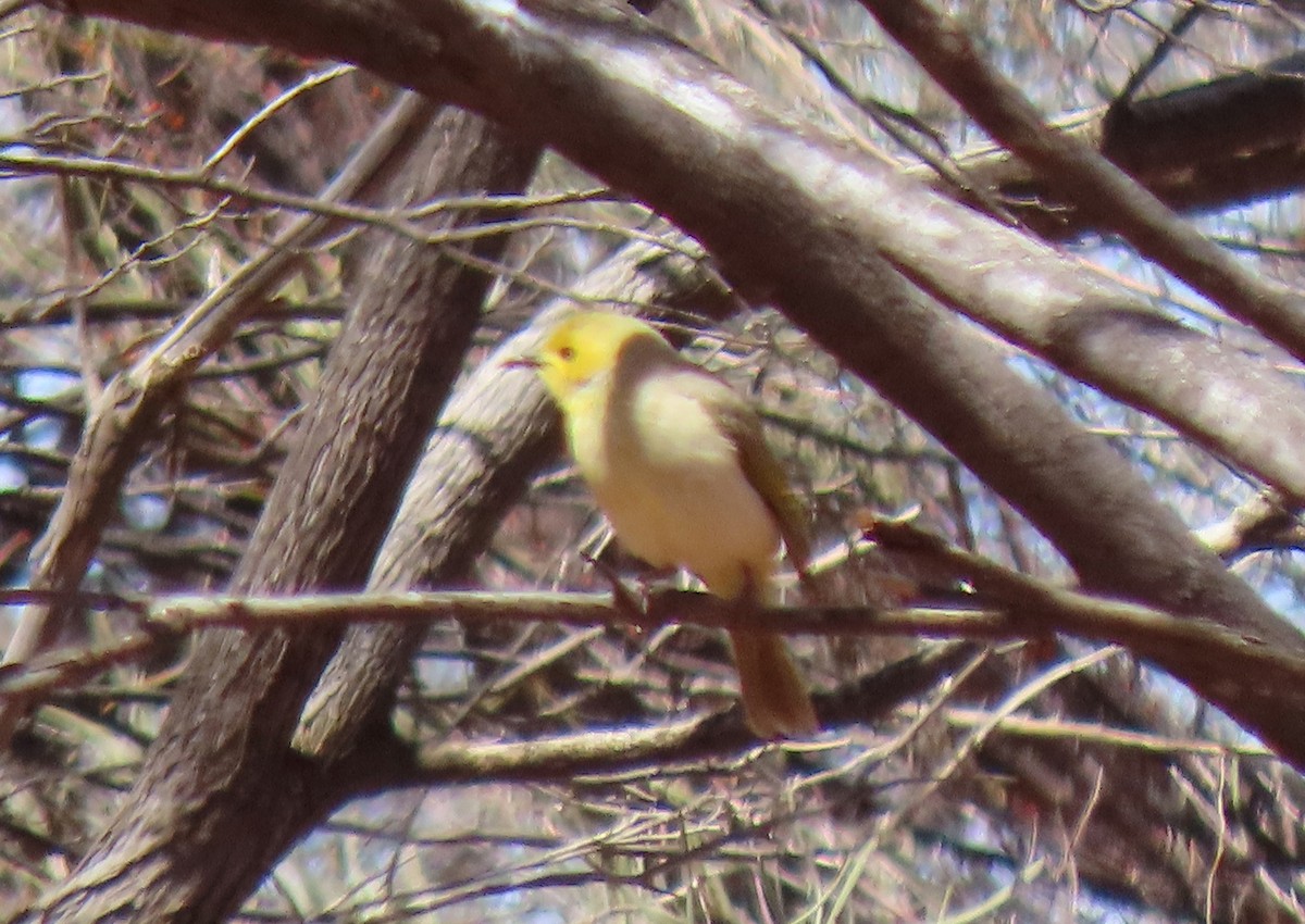 White-plumed Honeyeater - ML642318079