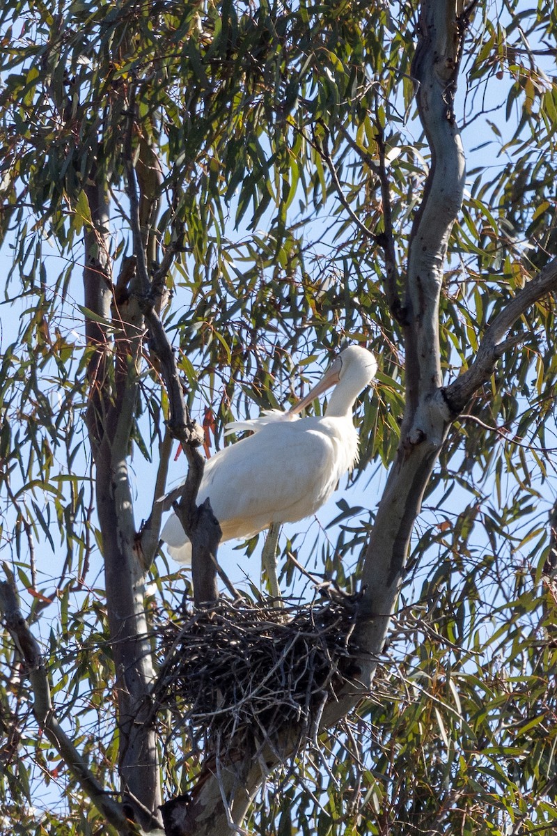 Yellow-billed Spoonbill - ML642318082