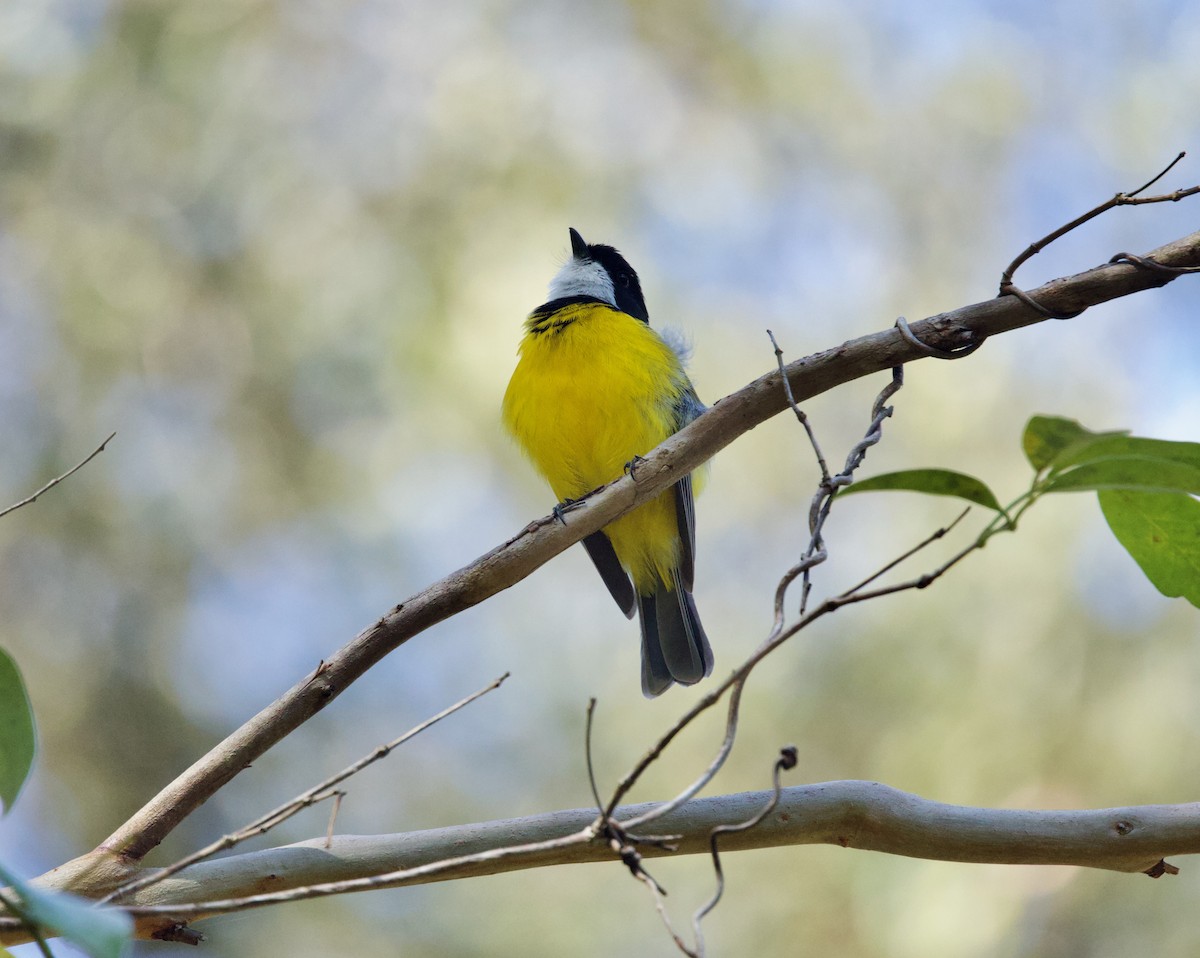 Golden Whistler (Eastern) - ML642318084