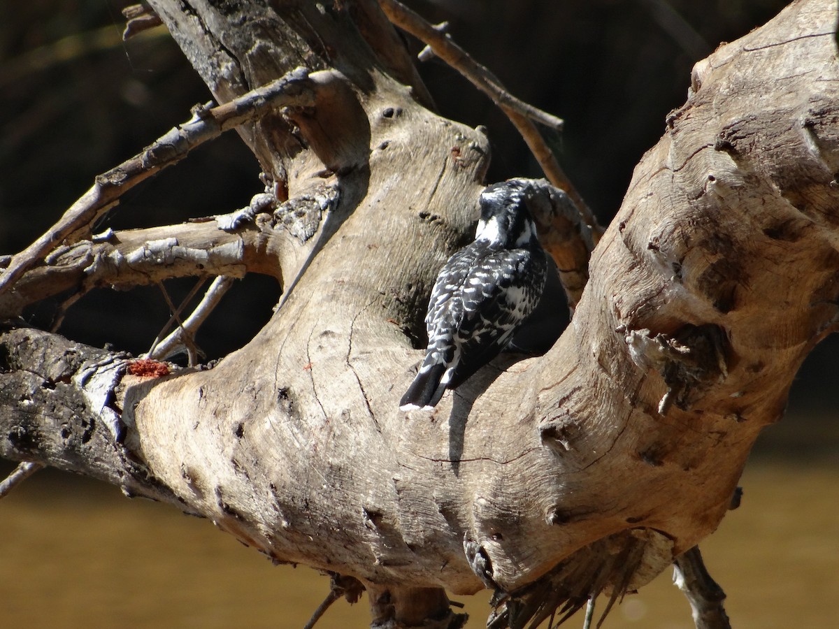 Pied Kingfisher - ML642318085
