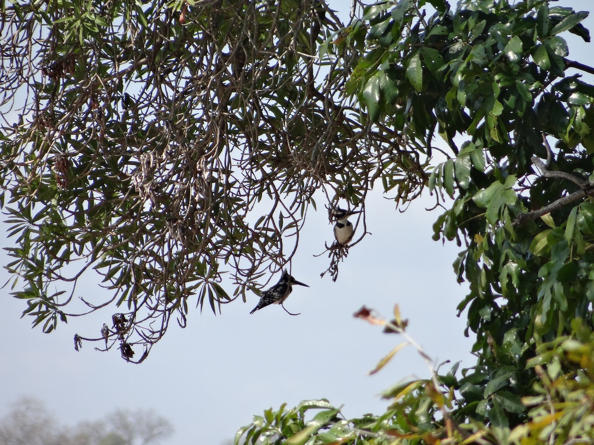 Pied Kingfisher - ML642318086