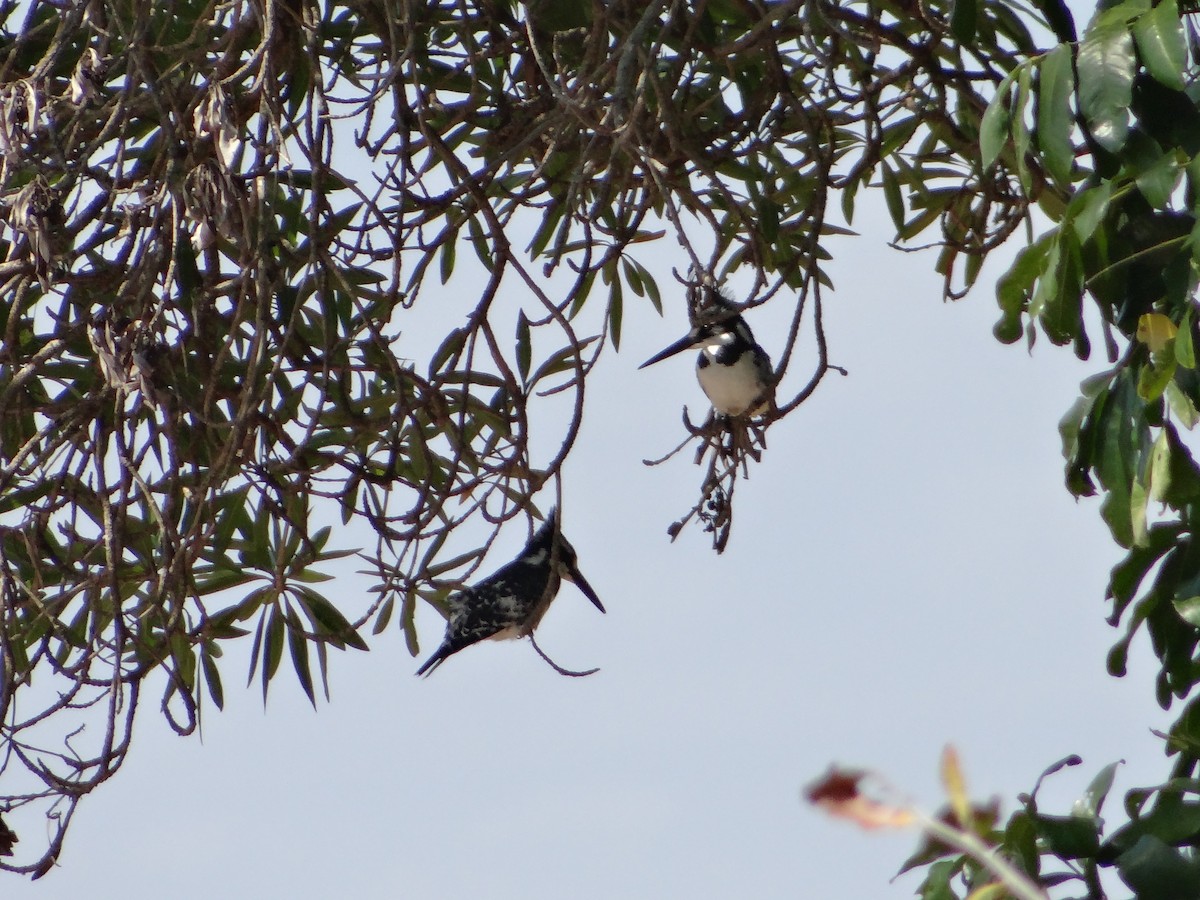Pied Kingfisher - ML642318087