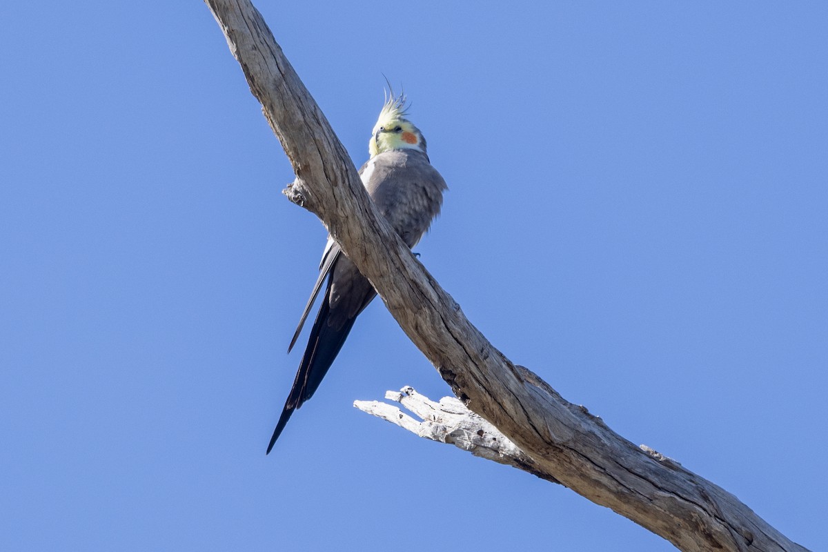 Cockatiel - ML642318088