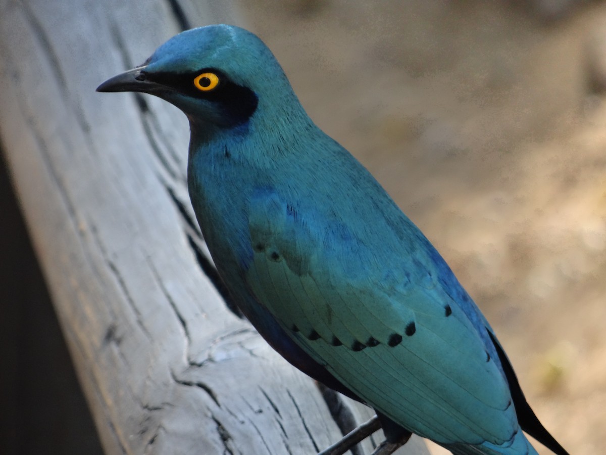 Greater Blue-eared Starling - ML642318089