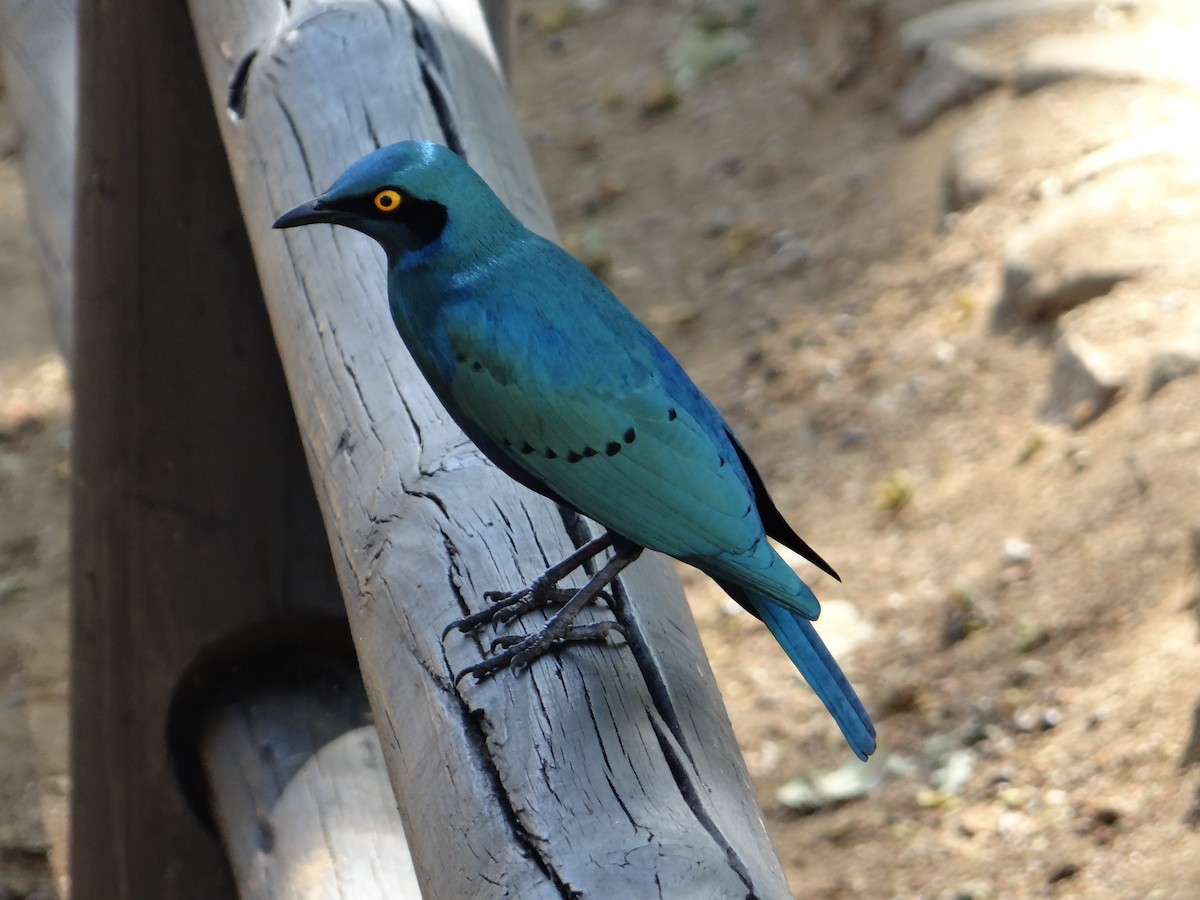 Greater Blue-eared Starling - ML642318090