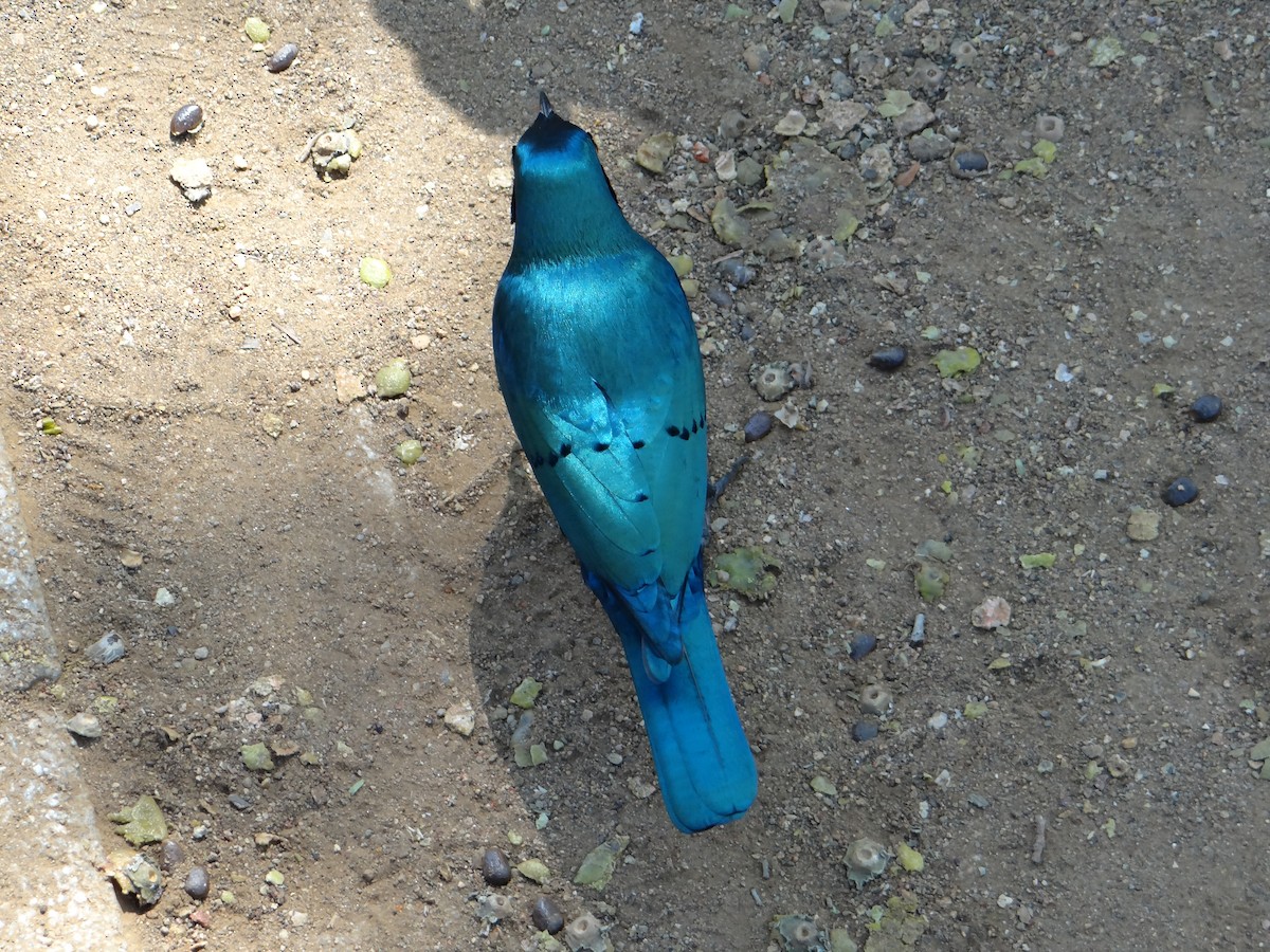 Greater Blue-eared Starling - ML642318091