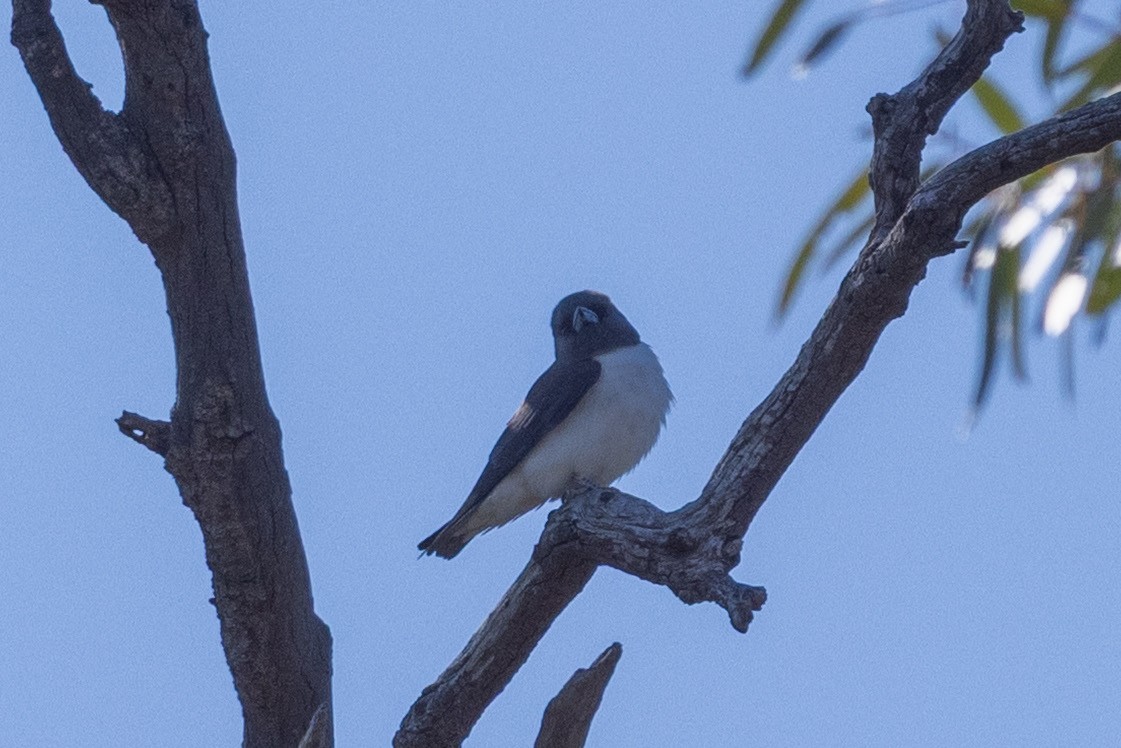 White-breasted Woodswallow - ML642318092