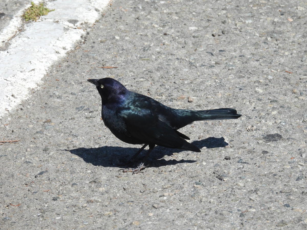 Brewer's Blackbird - ML642318094
