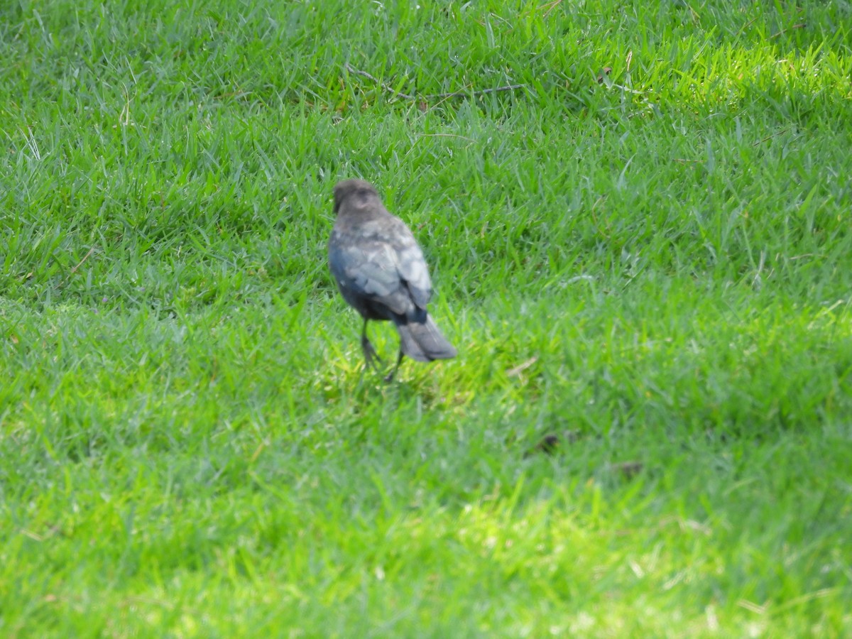 Northern Mockingbird - ML642318095