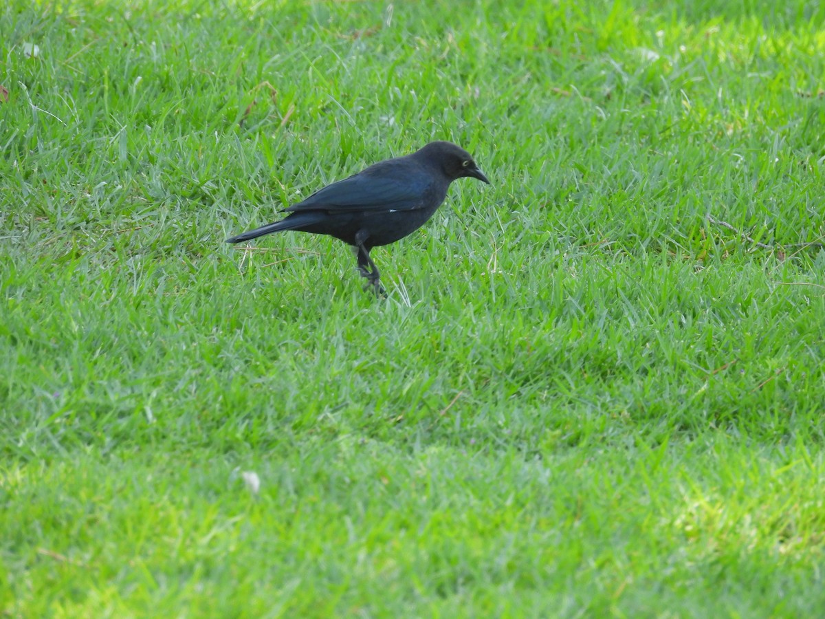Northern Mockingbird - ML642318096