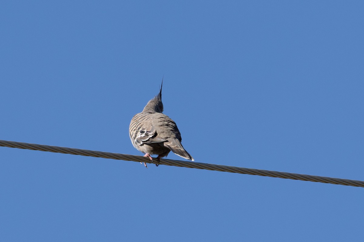 Crested Pigeon - ML642318097