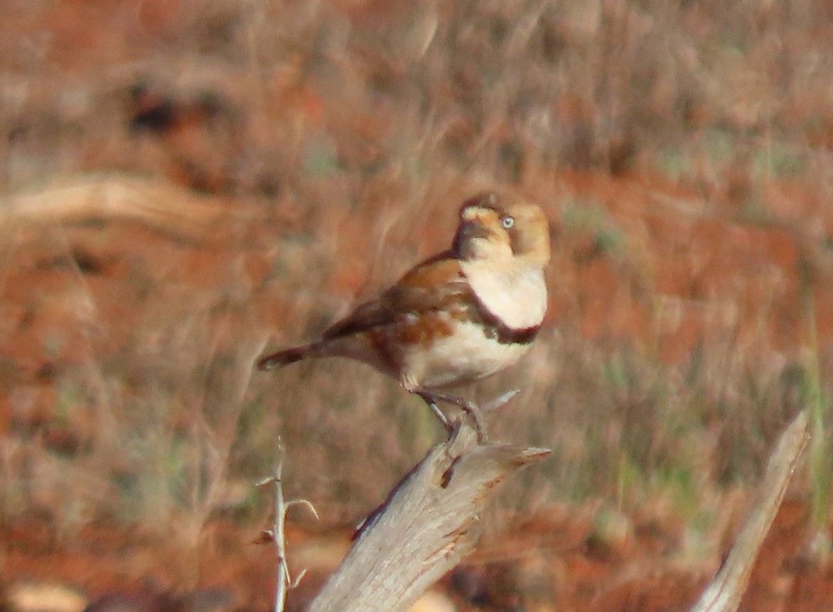 Banded Whiteface - ML642318098